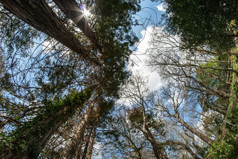 Le point de vue en photographie-contre-plongée-cime des arbres