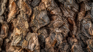 Texture de l'écorce d'un chêne centenaire