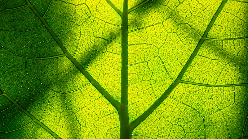 Nervures d'une feuille en transparence